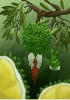 The Durian of Man